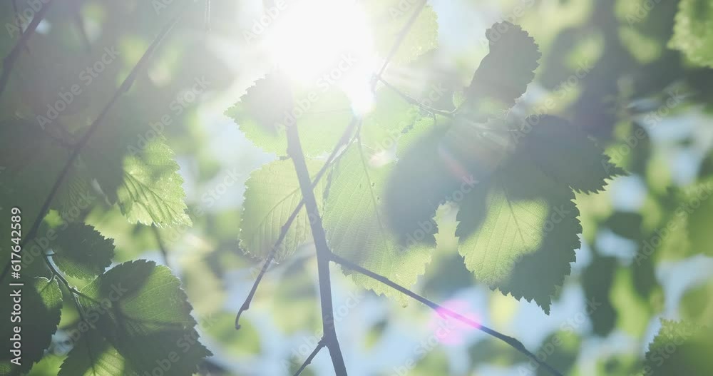 Sun light in green foliage background, closeup. Natural spring sunlight in fresh green leaves. Tree leaf on blue sky in sunny summer nature backdrop. Clean forest environment in abstract sunshine