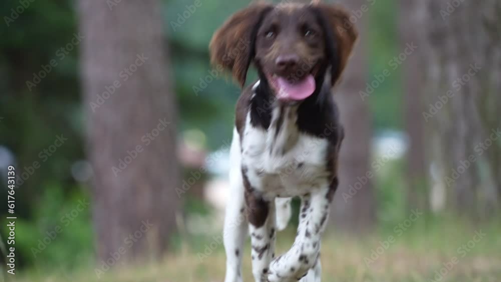 ein hund läuft frontal auf die kamera zu, zeitlupe