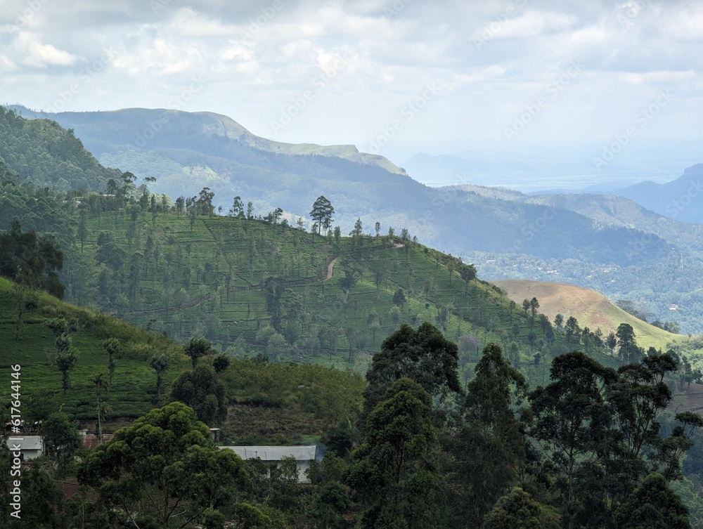 view of the mountains with tea plantation