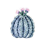 Blooming blue cactus. Cute cactus with pink flowers. High quality watercolor illustration