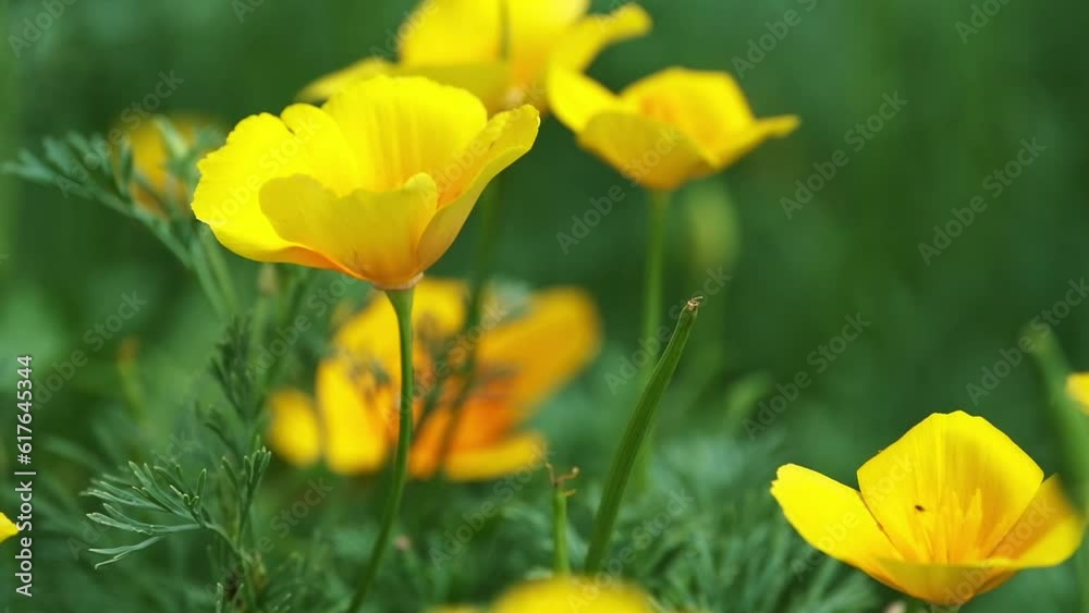 California poppy flowers sway in the wind on a green background. California poppy flowers sway in the wind on a green background.