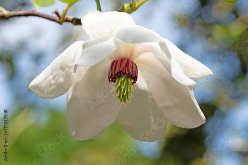 Korean mountain magnolia flower in full bloom photo