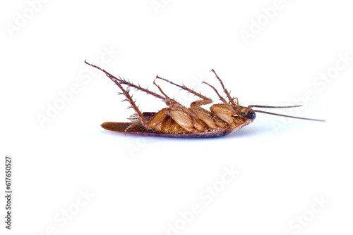 cockroach isolated on white background © jan nakhonkae