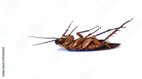Dead cockroach © jan nakhonkae