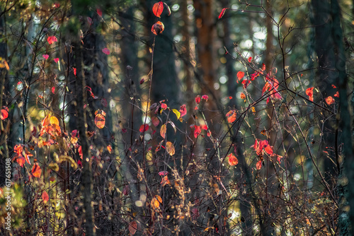 beautiful autumn red leaves in a wild dense forest, close-up, selective focus