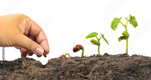 Farmer hand seed planting with seed germination sequence