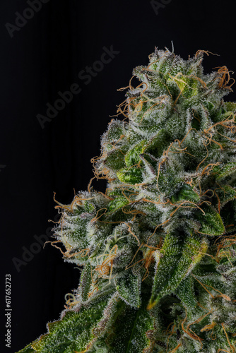 Close up of Cannabis Cola with visible trichomes