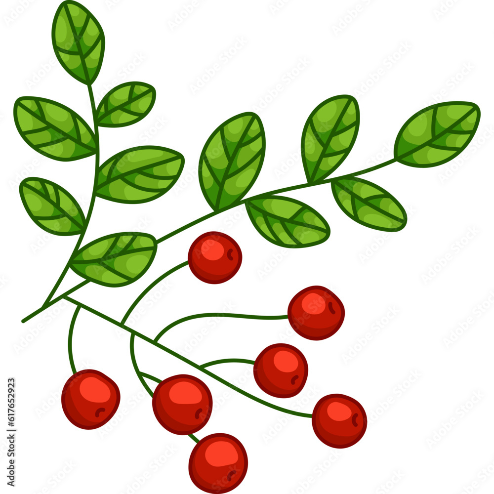 Branch Rowan Berry and Leaves Branch Rowan Berry and Leaves