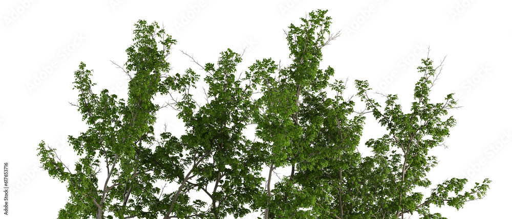 Fototapeta premium green grass isolated