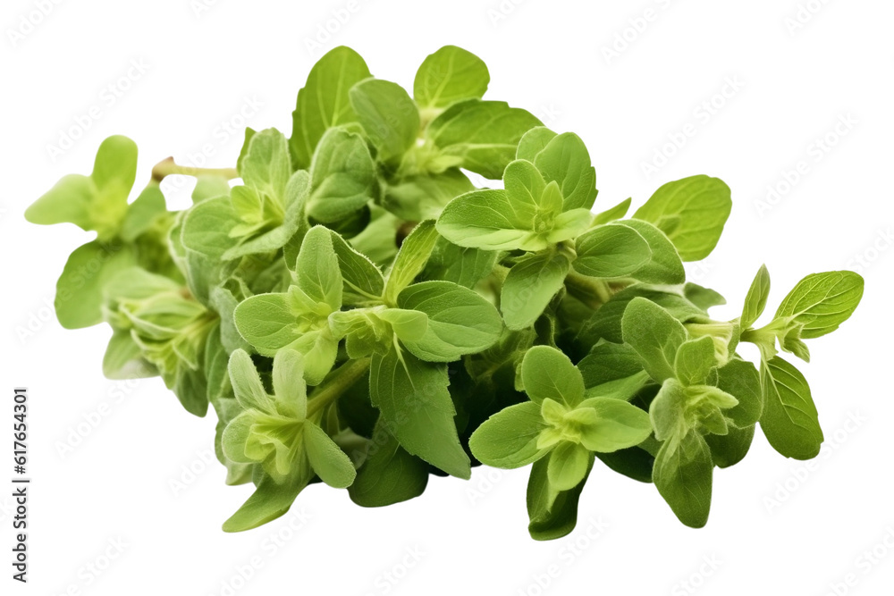 bunch of fresh oregano herbs bunch of fresh oregano herbs
