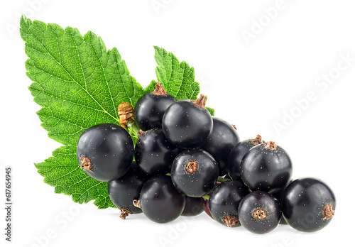 Fresh black currant branch with green leaf isolated on a white background
