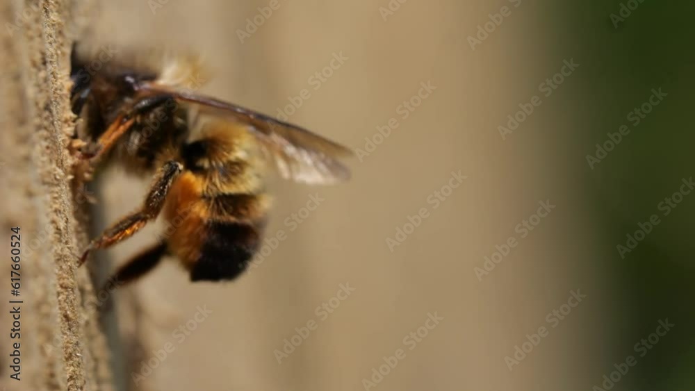 Rusty mason bee (Osmia bicornis) approaching and immediately entering the breeding tube, slow motion 300fps, North Rhine-Westphalia, Germany, Europe
