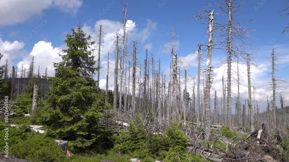 Spruce monoculture, standing and lying dead spruces after bark beetle infestation at the Brocken, incipient natural regeneration, Harz National Park, Germany, Europe Spruce monoculture, standing and lying dead spruces after bark beetle infestation at the Brocken, incipient natural regeneration, Harz National Park, Germany, Europe