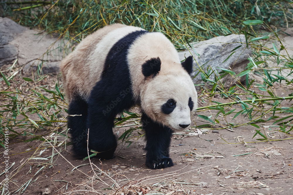 Fototapeta premium Walking Ailuropoda melanoleuca commonly known as Giant panda