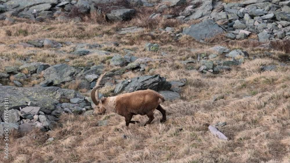 Capricorn (Capra ibex) (Capra) in winter coat in the high mountains Capricorn (Capra ibex) (Capra) in winter coat in the high mountains