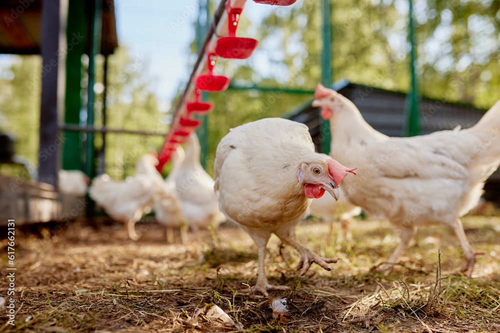 Fototapeta premium chicken drinking water from a drinker at chicken eco farm, free range chicken farm