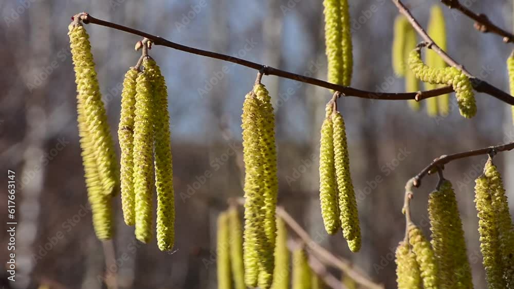 Common hazel (Corylus avellana), pollen Common hazel (Corylus avellana), pollen