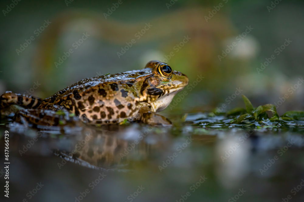 Obraz premium Frog in water. Pool frog swimming. Pelophylax lessonae. European frog.