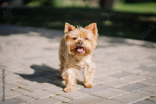 yorkshire terier, yorkie, purebred dog, beautiful little, long haired, golden black color, from the terrier family, small size, lap dog, elegant.  © Raivo