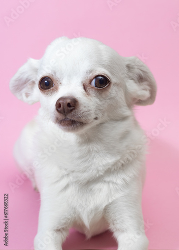 Chihuahua blanco sobre fondo rosa mirando a cámara. Concepto animal gracioso © Antonio