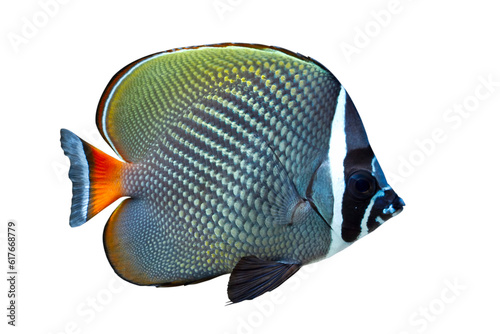 Redtail butterffly fish (cheatodon collare) closeup on isolated bacground