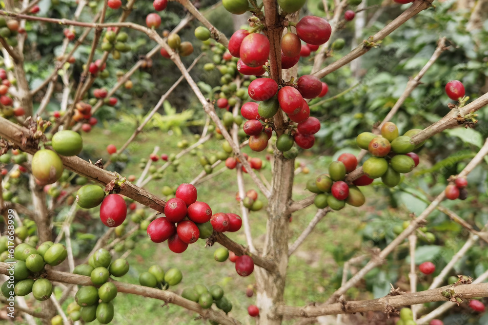 Coffee beans ripening on a tree Coffee beans ripening on a tree