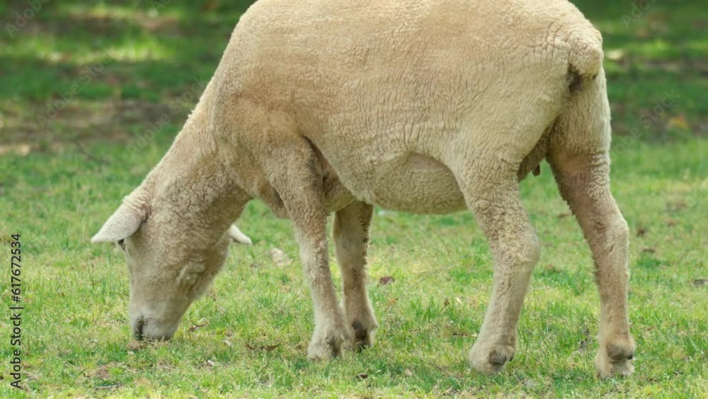 Wiltipoll sheep grazing grass on grassy meadow - slow motion Wiltipoll sheep grazing grass on grassy meadow - slow motion