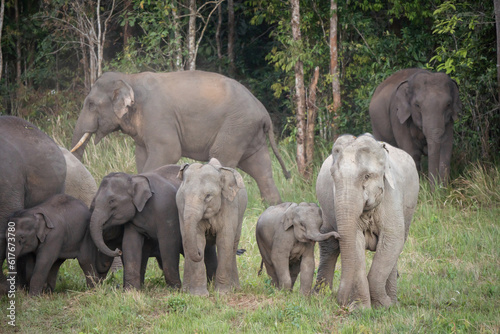Photography Wild elephants gather together and take their cubs to eat minerals in the soil