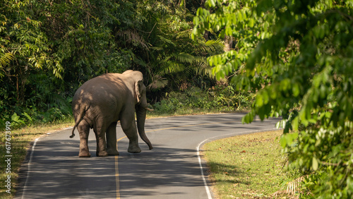 elephant walking in the park