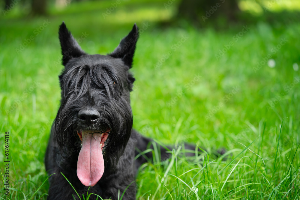 Close up portrait of black giant schnauzer on green grass. Copy space