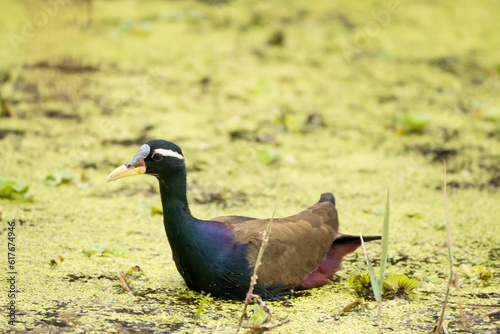bird in the grass