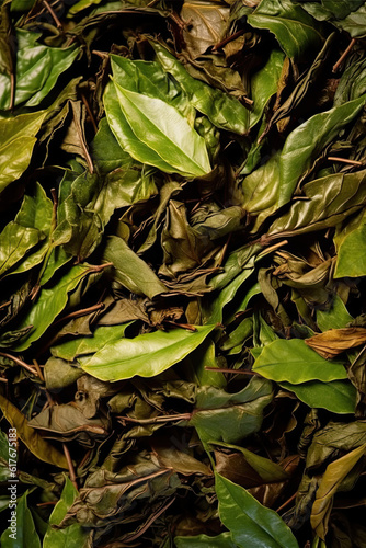 Fermentation of green tea leaves seamless background.Created with Generative AI technology.  