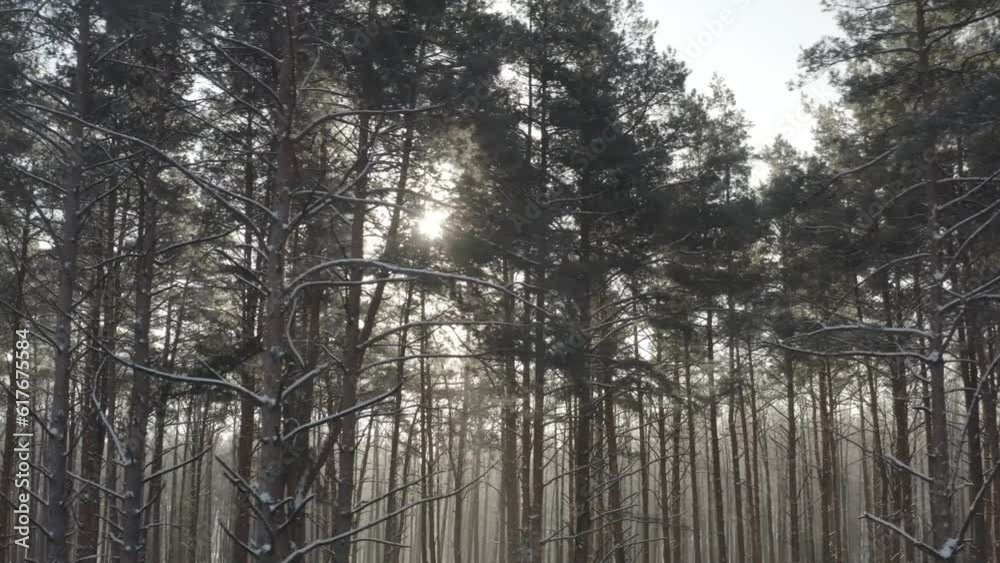 D Log dlog, Beautiful Snowy White Forest In Winter Frosty Day. Top View Above Amazing Pine Forest Landscape. Scenic View Of Park Woods. Nature Elevated View Of Winter Frost Woods. Snowy Coniferous D Log dlog, Beautiful Snowy White Forest In Winter Frosty Day. Top View Above Amazing Pine Forest Landscape. Scenic View Of Park Woods. Nature Elevated View Of Winter Frost Woods. Snowy Coniferous