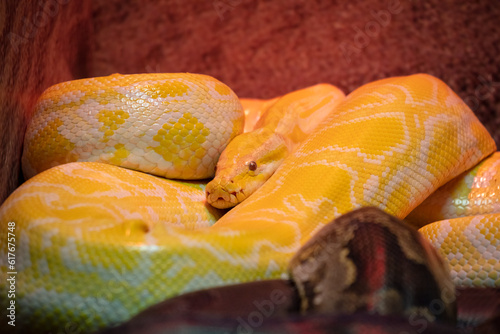 Yellow snake in the zoo. Close-up