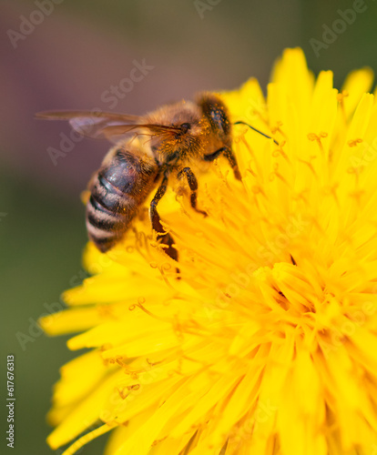 Bee on yellow dandelion flower, macro photo with shallow depth of field