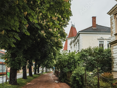 Quiet green street of a small Austrian town. Alley of flowering chestnut trees on a city street