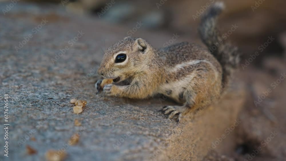 Closeup video of a small adorable chipmunk eating on a rock Closeup video of a small adorable chipmunk eating on a rock