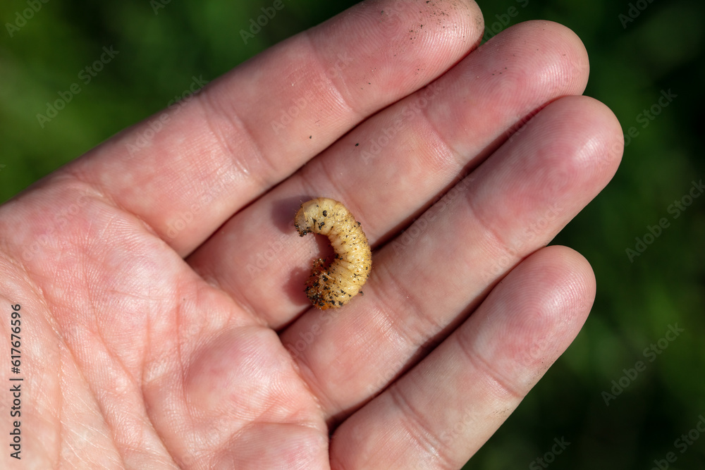 White beetle larva in hand. Macro