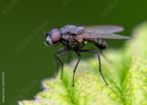 Portrait of a fly on a green leaf. Macro © schankz