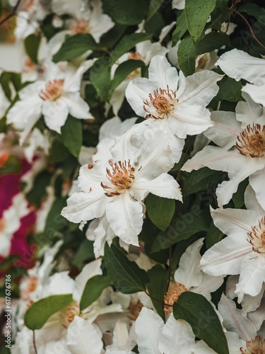 White clematis flowers close up