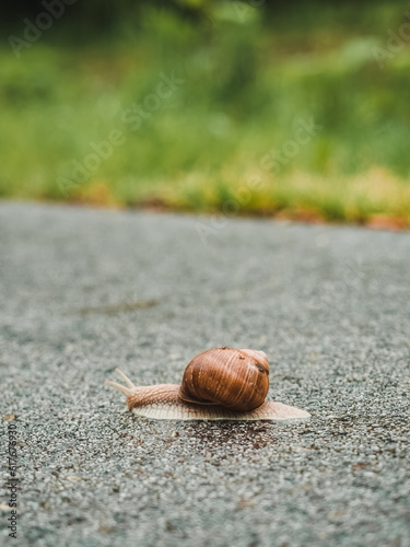 Snail crawling on asphalt, close-up