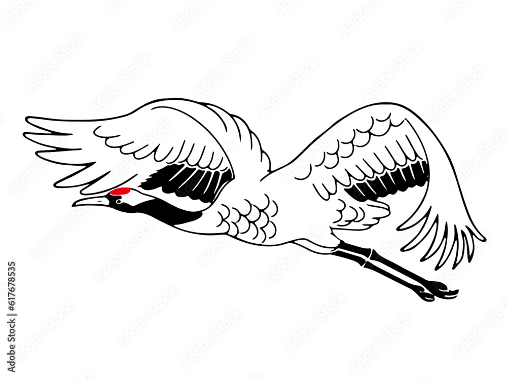 Obraz premium 飛んでいるの鶴（タンチョウ）の線画イラスト 