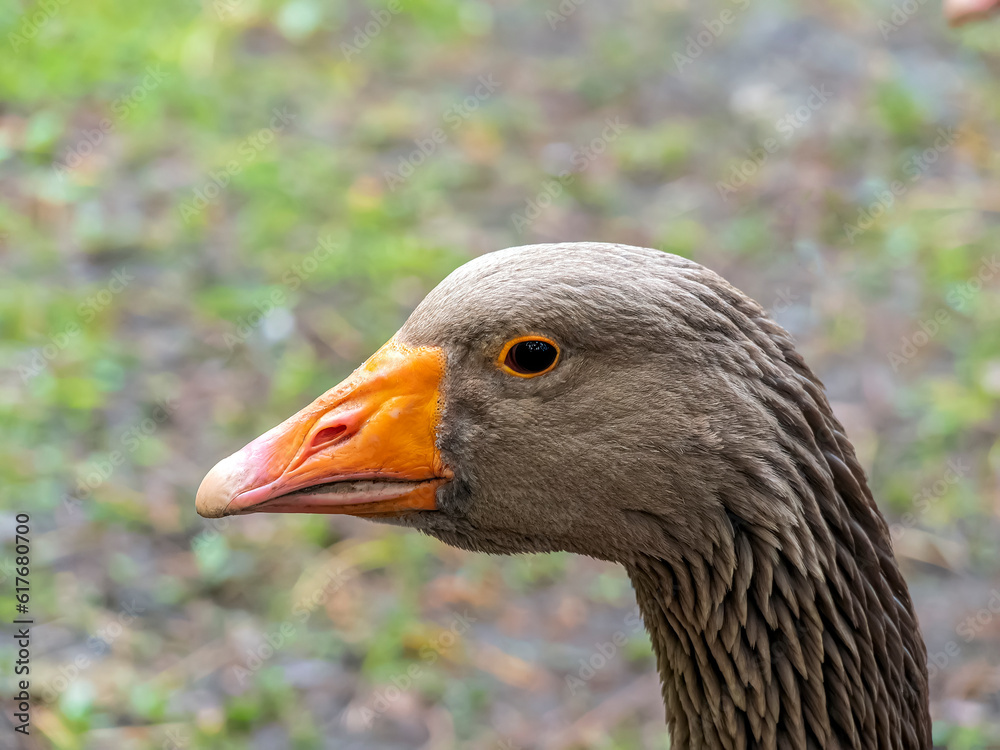 Gray goose head. Portrait of a domestic bird, close-up. Gray goose head. Portrait of a domestic bird, close-up.