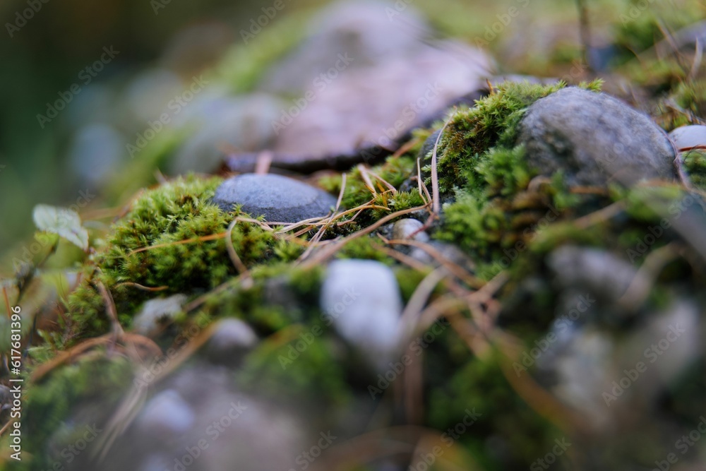 Close-up shot of rocks covered with green moss in a forest Close-up shot of rocks covered with green moss in a forest