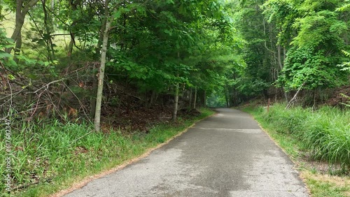 A wooded path on a misty day in Summer. photo