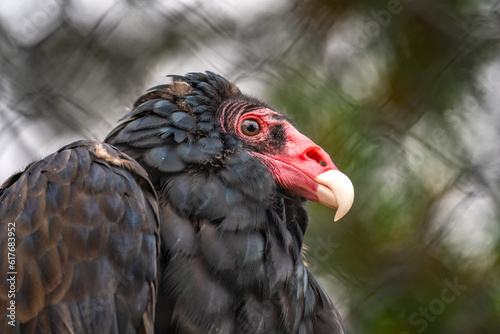 Close-up of Turkey vulture (Cathartes aura) 