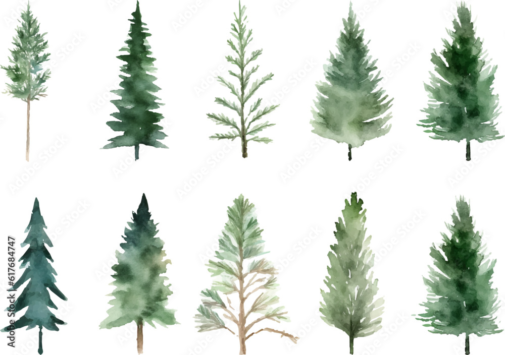Set Watercolor vector pine tree illustration, isolated white background, flower clipart, for bouquets, wreaths, arrangements, wedding invitations, anniversary, birthday, postcards, greetings