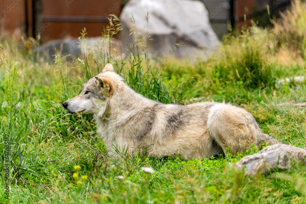 White wolf at Yellowstone Grizzly and Wolf Discovery Center. White wolf at Yellowstone Grizzly and Wolf Discovery Center.