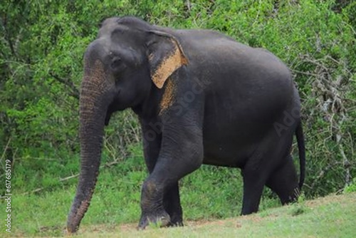 The Elephant in forest