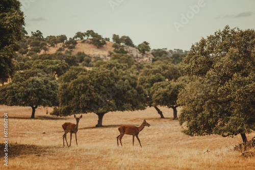 herd of deer